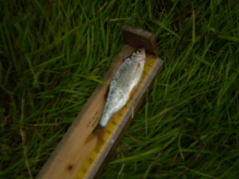 Lith 2008 (16)